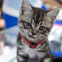 十二个黄道带人禁忌是什么宠物