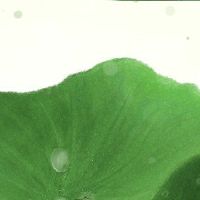 第十二月亮可以在坟墓上吗?北方和北方有什么差异?