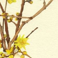 2022年4月10日出生优雅女孩名字免费 生肖虎起名精致好听