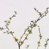 元宵节舞龙舞狮的寓意 舞龙灯有什么寓意