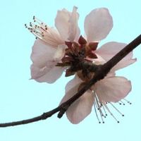 2022本命年虎年要注意什么 本命年属虎人可以搬家吗