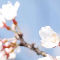 1985年属牛37岁运气 虎年会有劫难吗