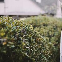 开始甜蜜的后方,这样的星座男性被称为甘蔗雄性