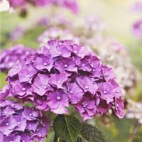 12个星座,如果母亲,谁是最可怕的