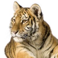 什么是最简单的方式了解太老了?