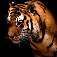 是2022年最受欢迎的颜色,是红色吗?