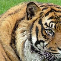 蒙克特是虎年的整体财富。