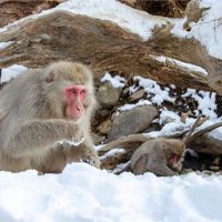 2016年的猴子是什么?