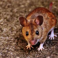 黄道带老鼠的特征