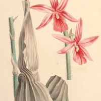 本命年交大运应该注意什么 相合生肖帮助度过本命年大运