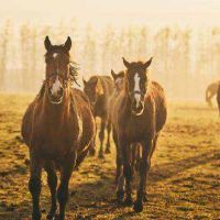 1978年代,我在1978年走在大型大学,我是1978年的44岁财富。