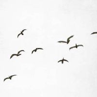 2011年属兔是什么命女 松柏命事业好