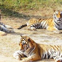 Basius Tiger年度虎年的年份2022水逆时间