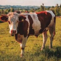 1985年,什么时候是牛的牛?