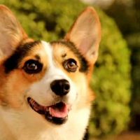 在第82届,一只狗结婚了,第四次婚姻是几年。