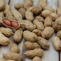 梦想着剃刮花生