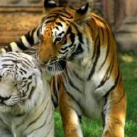 今年,当1998年的老虎婚姻时,1998年虎的婚姻是什么时候?