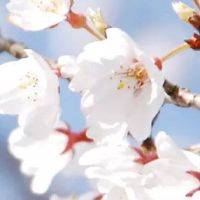 1965年属蛇人未来10年运程 财运旺盛但要讲究方式