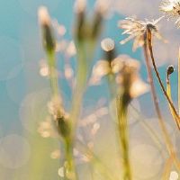 五个要素中最好的是什么?