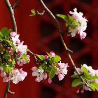 1988年属龙男2022年感情如何 "月煞"影响需豁达