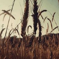 新生娃儿八字免费取名字