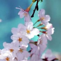春分时节"吃了荠菜,百蔬不鲜"是什么意思 特色饮食风俗盘点