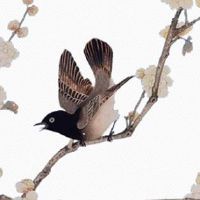 春分节气放风筝、吃春菜、立蛋、送春牛 你知道怎么做吗