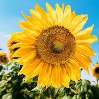 墙外桃花是什么意思