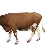 1985年,牛女生命是2022财年37岁的小牛女2022财年