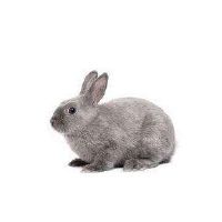 1987年,一只兔子女生活2022财年35岁小兔女2022月每月财富