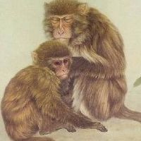 1968年,猴子男性生活2022财年54岁的兄弟猴男2022月财富