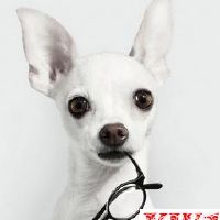 宠物美容店名字大全