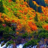 出生在鼎海的人是如何?