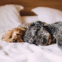 这是今年太旧的猪吗? 2022年?财富如何