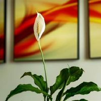 2022年4月,富裕星座大名称