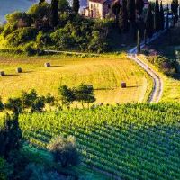 九天凤凰生活特征的生活解释