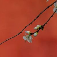 2022年5月属蛇财运好吗 财运旺盛吗