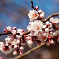 什么样的风水可以招桃花?