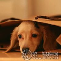 2018年,有一只狗,生日快乐,生日是一个大库存(图形)