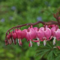 Heyi Master Sisher Xiao Bun兔一周(4.25-5.1)