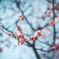 萧猪姐妹学生,一周财富(4.25-5.1)