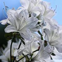 综艺女巫一周星座(4.25-5.1)