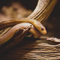 许多蛇做梦怎么了