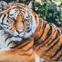 为什么2022水虎百年难遇