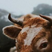 73年属牛49岁有一灾婚姻生活