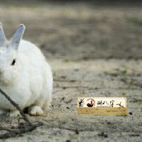 1987年属相兔男2022年运势