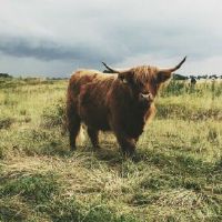 85年属牛一生的三大坎