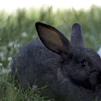 2022年63年属相兔运势