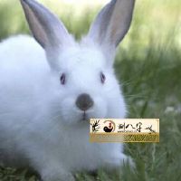 87年女属相兔2022年运势