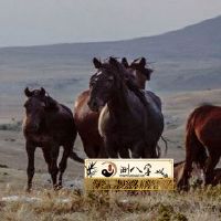 属马2022年谁都躲不过的磨难有什么